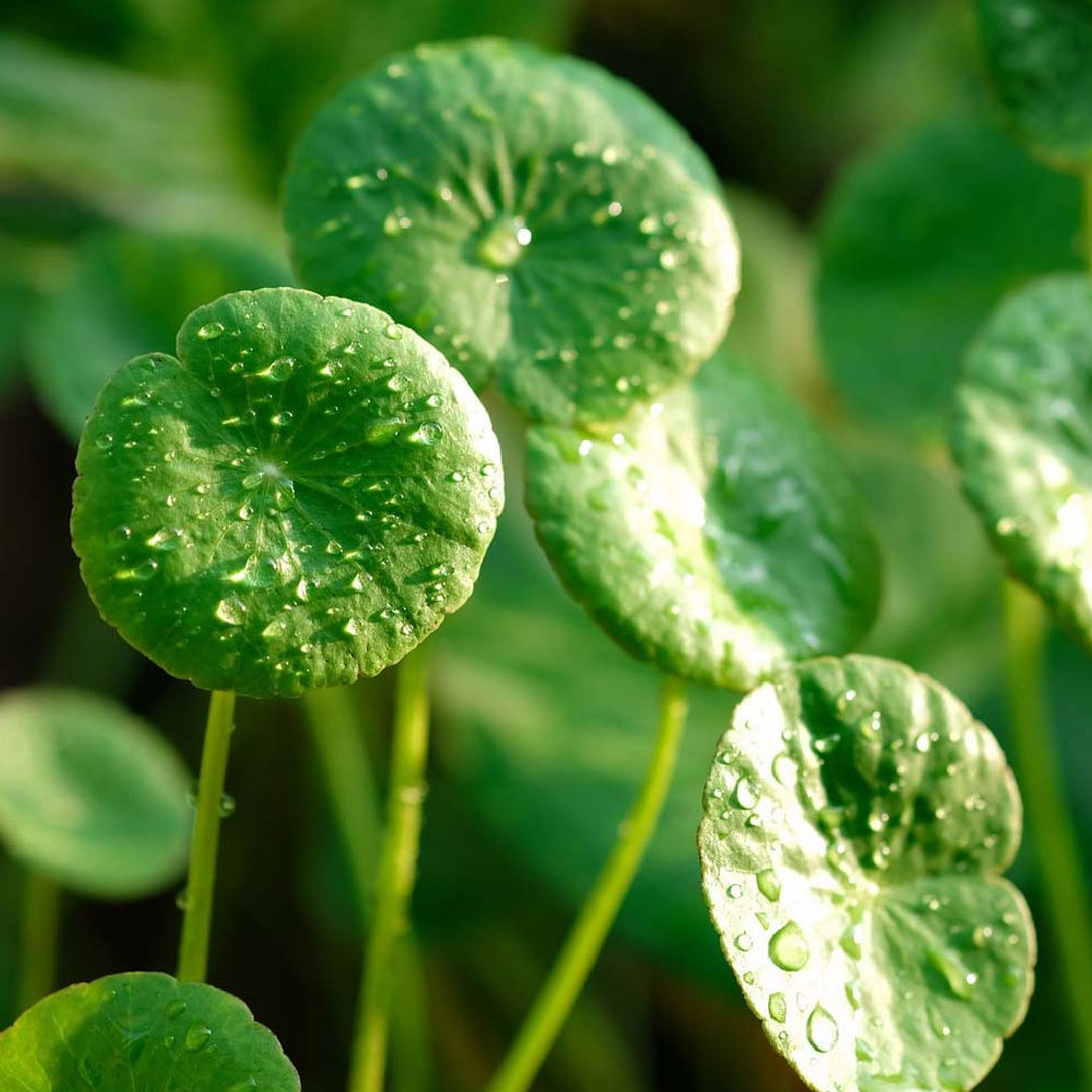 Centella - سانتيلا